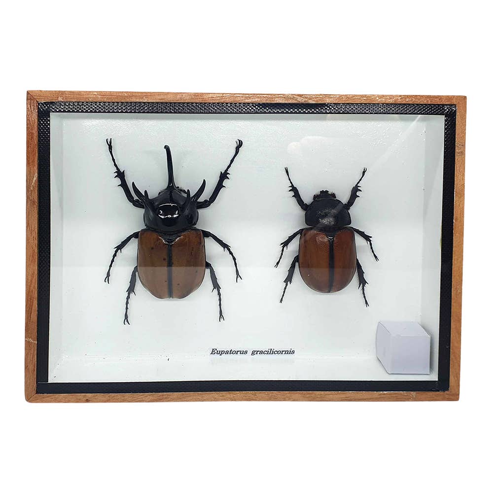 VIE - Wholesale Wall Accent - Framed Insect, Assorted11