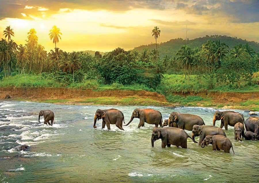 Eurographics Puzzles USA - Wholesale Puzzle - Adult - Rainforest1