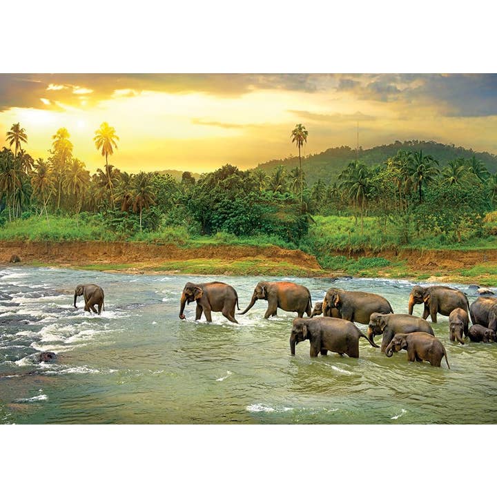 Eurographics Puzzles USA - Wholesale Puzzle - Adult - Rainforest1