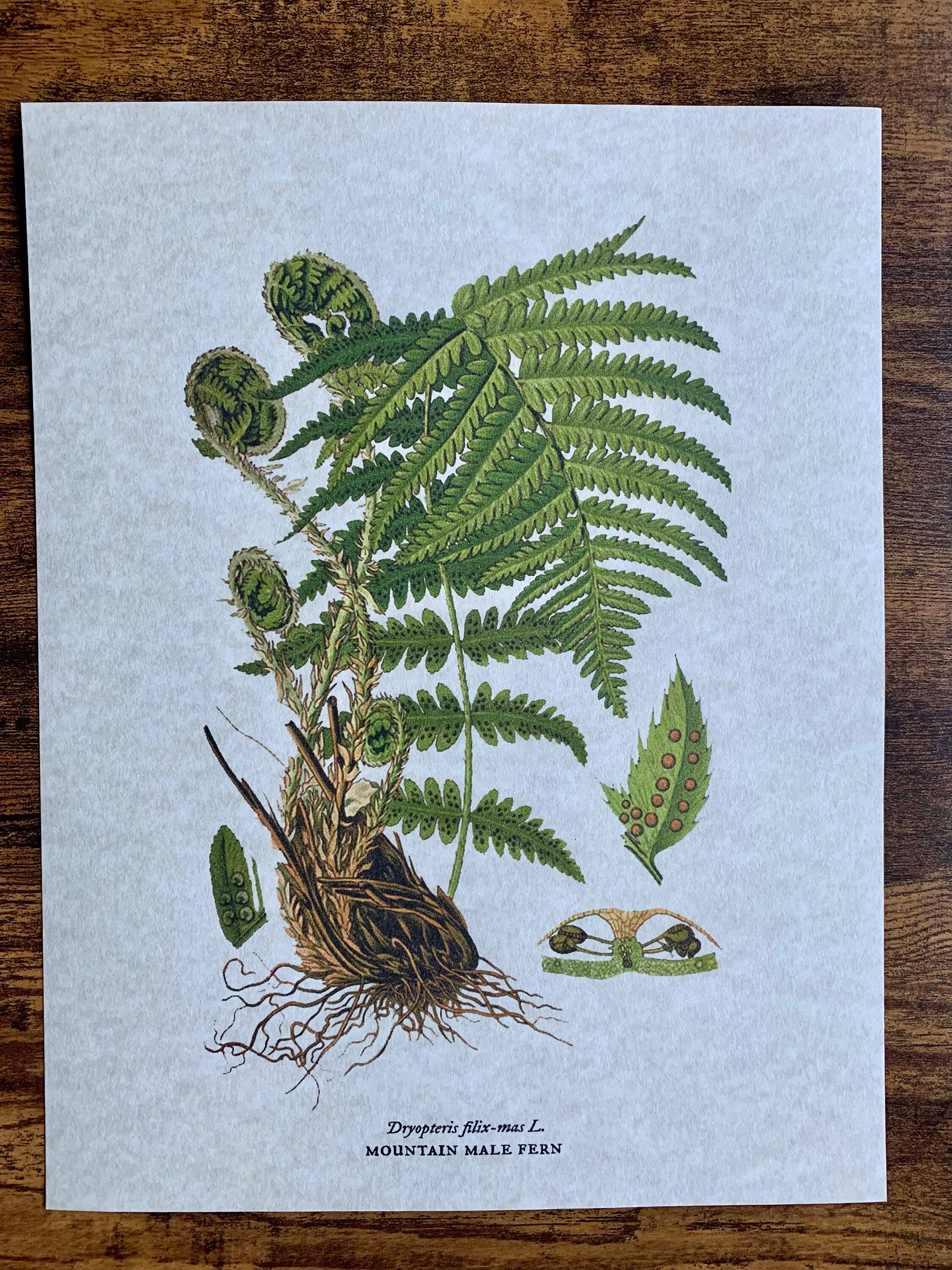 Magnifique Hearts - Wholesale Art print - Vintage Styled Fern Illustrations, Old Botanical Art Prints0