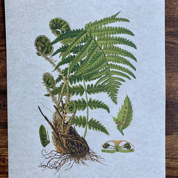 Magnifique Hearts - Vendita all'ingrosso Stampa artistica - Illustrazioni di felci in stile vintage, vecchie stampe di arte botanica