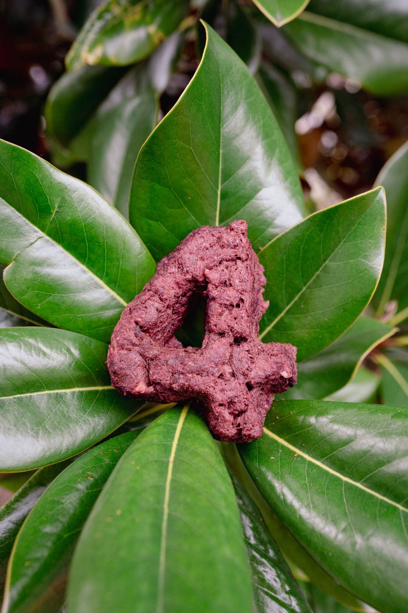 Love Liparu - Wholesale Pet Treats - Dog - MEAT NUMBER | Freeze-Dried Dog + Cat Treat4