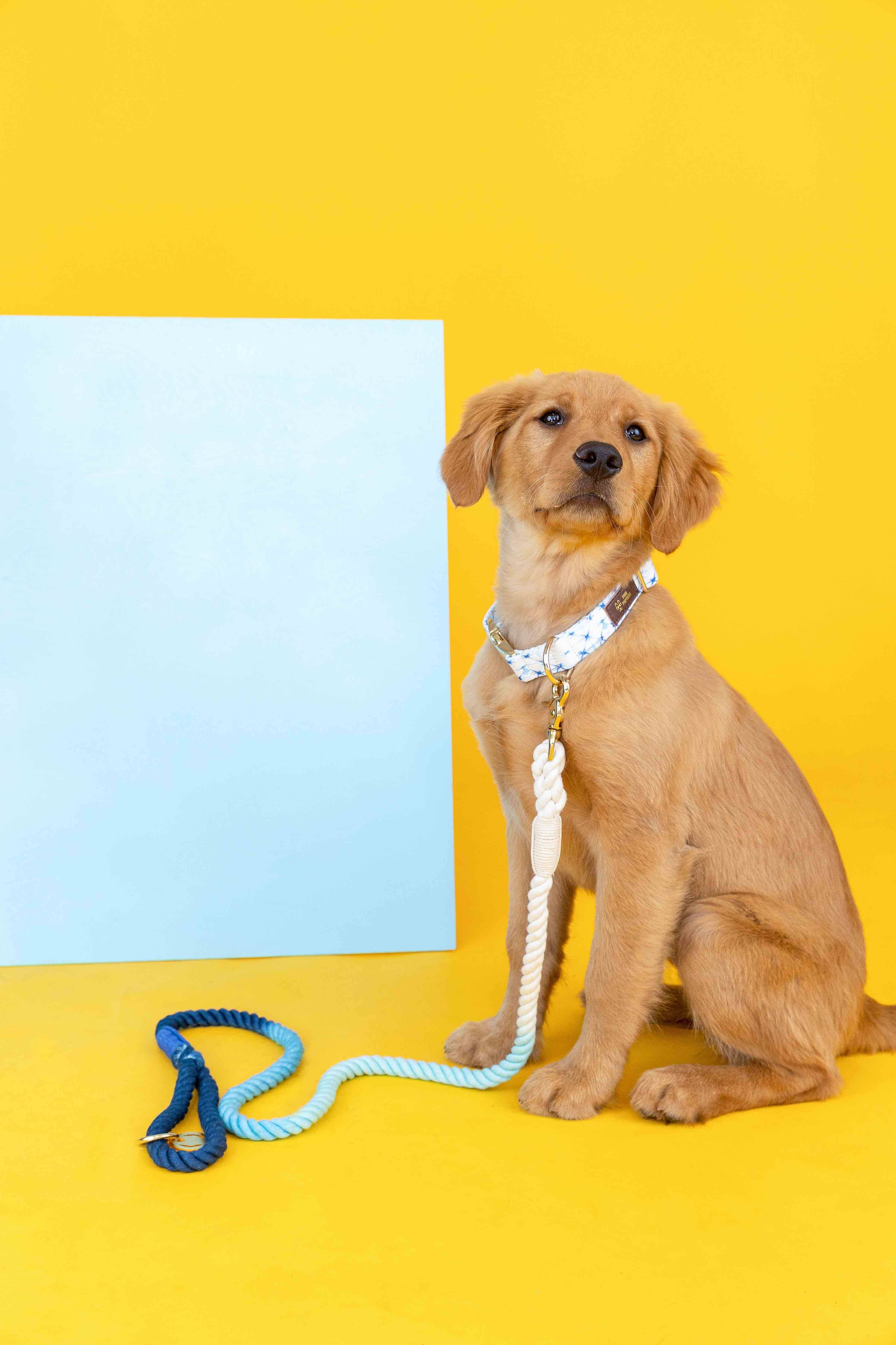 Pink Papyrus | Premium, Durable, & Stylish Dog Products - Wholesale Pet Leash - Dog - Rope Leash MEGA Bundle | Dog Leash Pack | Dog Lead Bundle 8