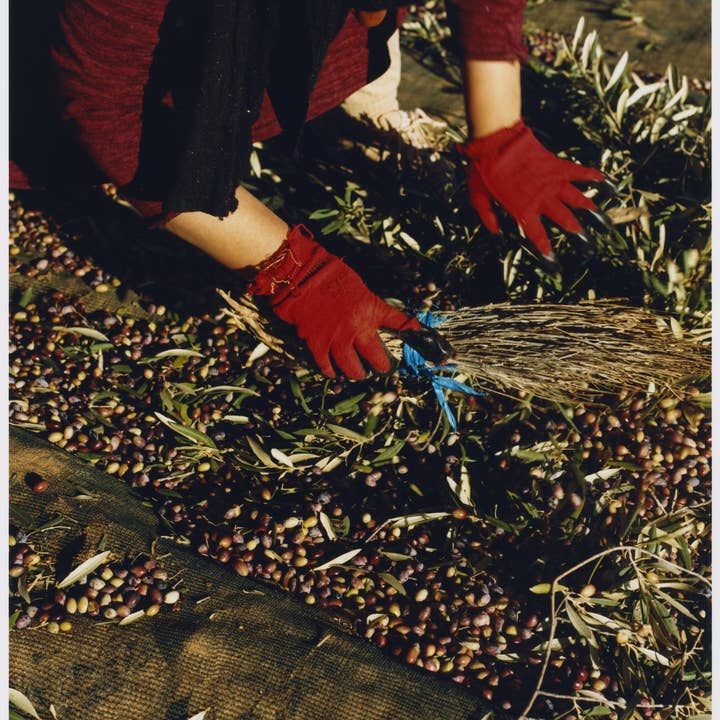 KAIA – wholesale Olivolja – KAÏA - Ekologisk Olivolja - 5L