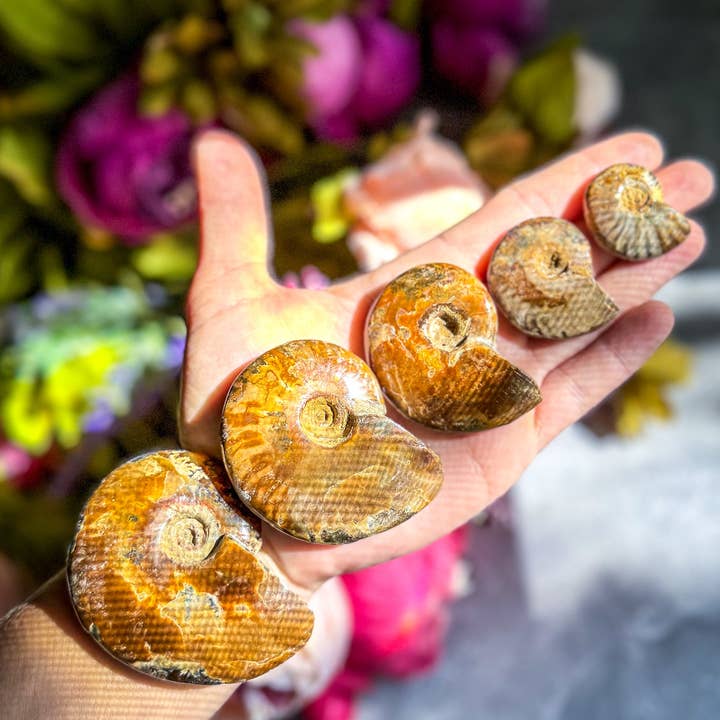 Mandala Gems - Wholesale Decorative Tabletop Object - Fire Ammonite Shell Fossil, Fire Ammonite, Fossil Decor, Natural Art, Decorative Fossils, Ammonite Fossil