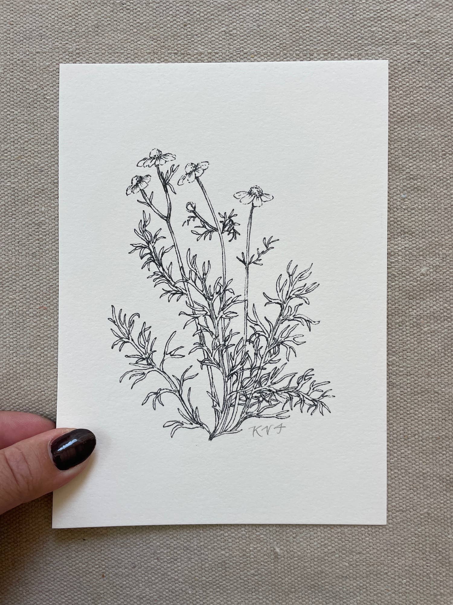 Kara Valentino Ffield Art - Wholesale Art Print - Chamomile |  Art Print 9