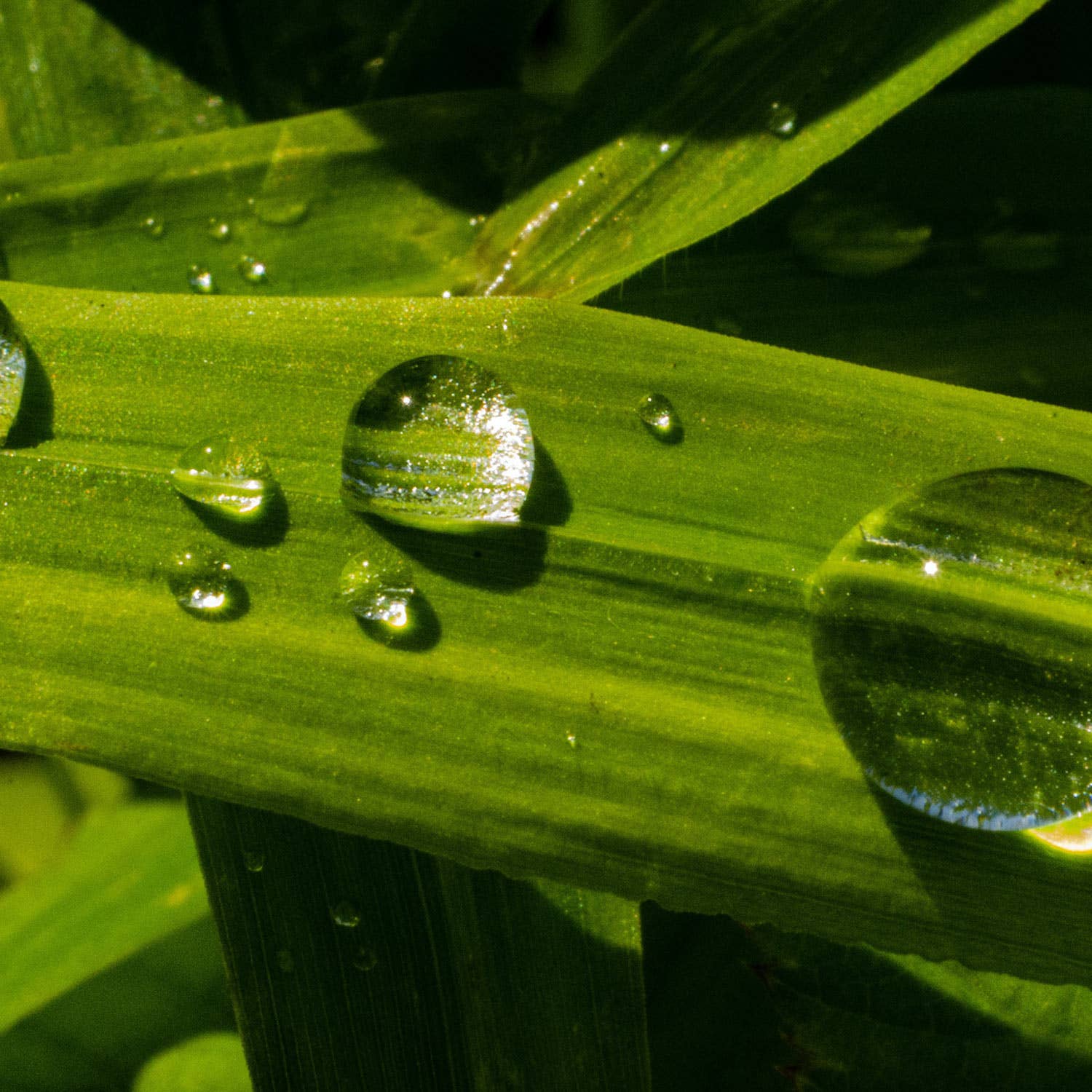 Odacité - Wholesale Facial Cleanser - Gentle Rejuvenating Cream Cleanser1