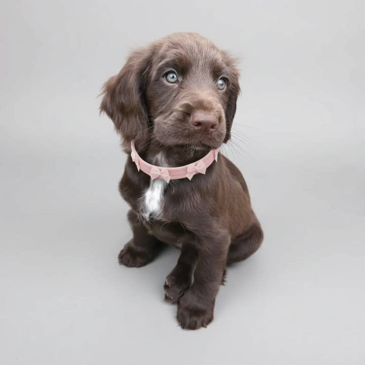 Strik Hondenhalsband | Suède Babyroze 💘 voor wholesale door Paw London