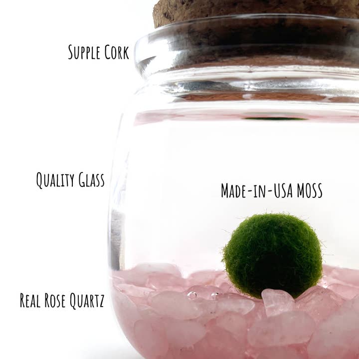 Moss Amigos | Moss Ball Terrariums - Wholesale Live Plant - Medium Marimo Moss Ball with Rose Quartz Gemstones
