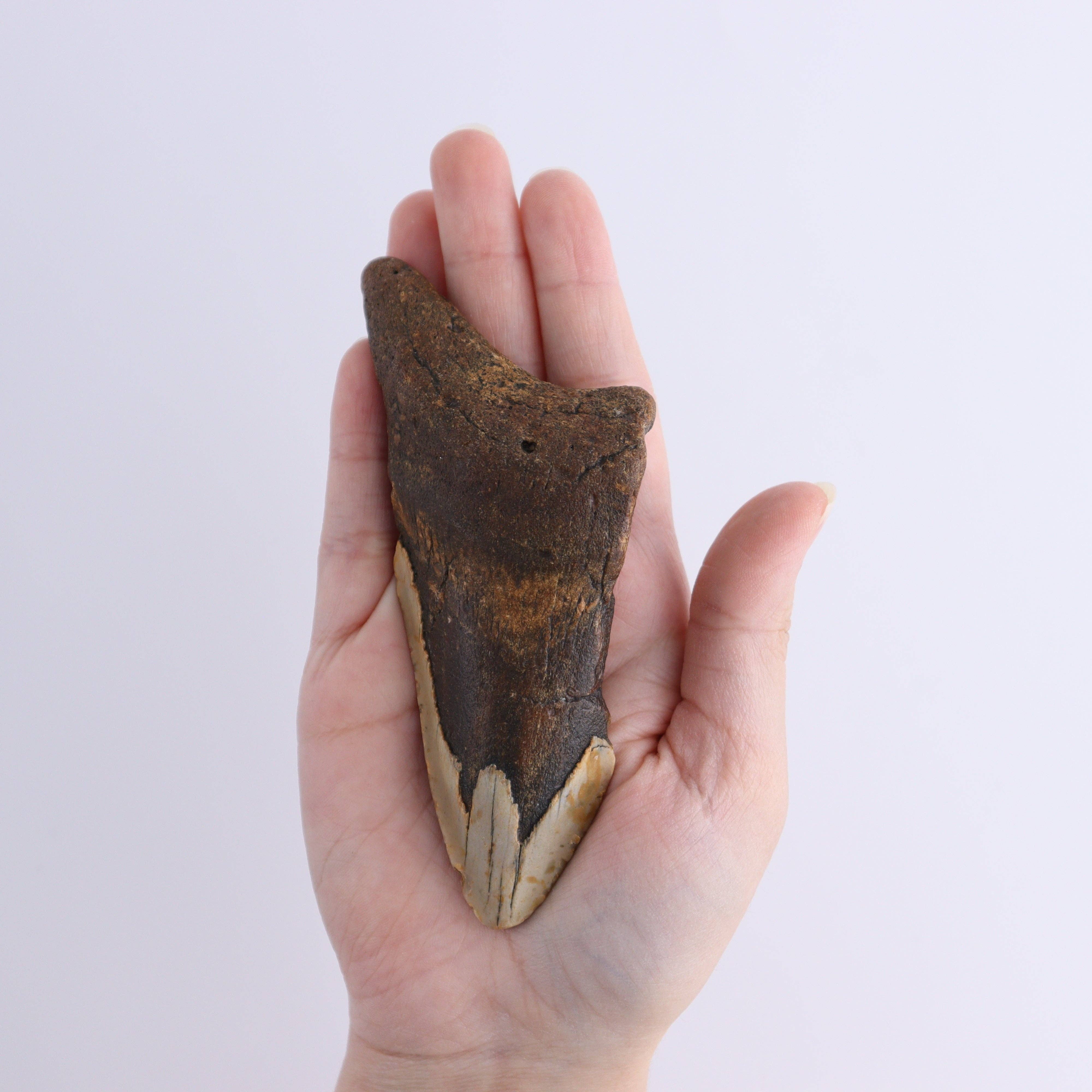 Mi Esperanza Minerals - Wholesale Spiritual Stone/Crystal - Megalodon Teeth Set of 45