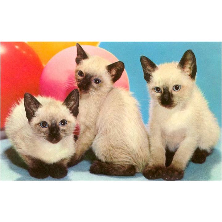 Gratulationskort NP-421 Tre siamesiska kattungar för wholesale av Found Image Press