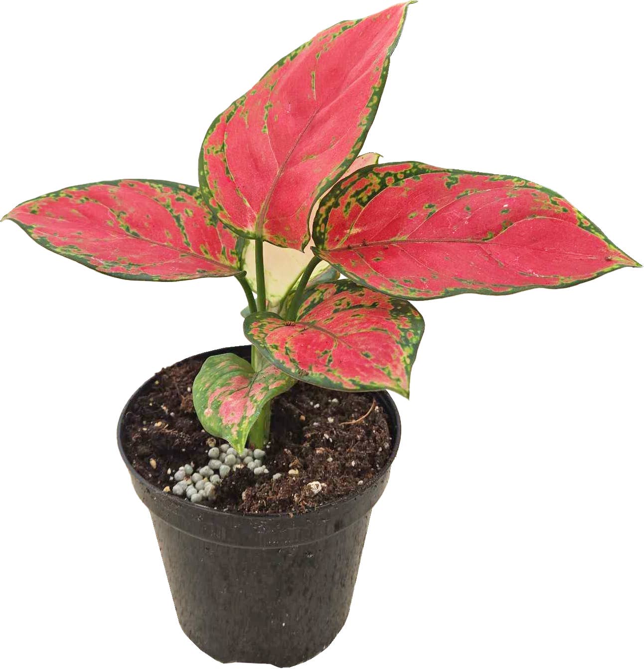 Arcadia Garden Products - Wholesale Live Plant - Aglaonema Diamond Red 4 inch Grower Pot