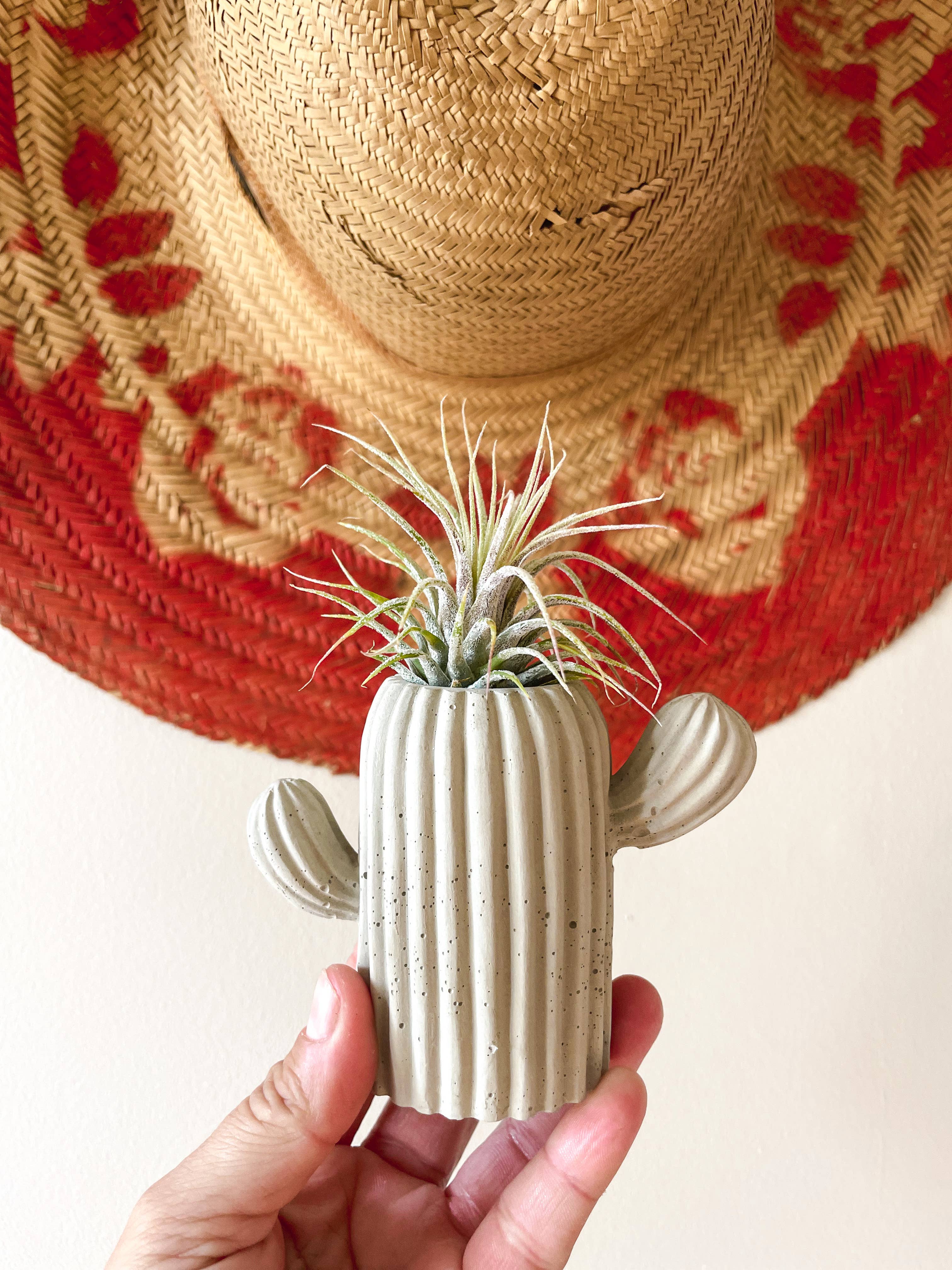 Green Jeans Houseplants - Vente Pot - Mini Cactus