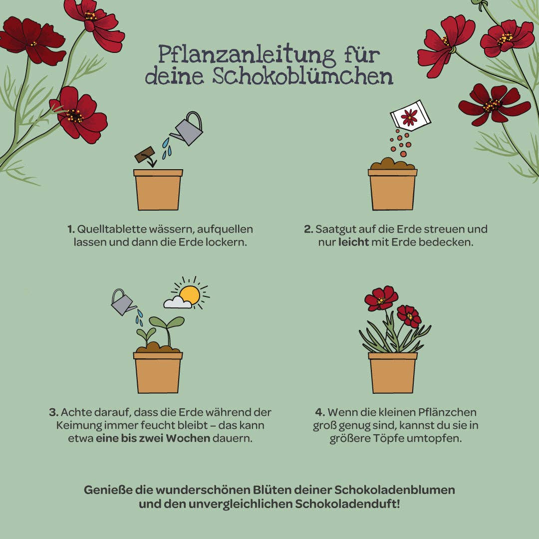TDJ Stadtgärtner GmbH – Engroshandel Plantefrø – Chokoladeblomster i kop – dyrkningssæt5
