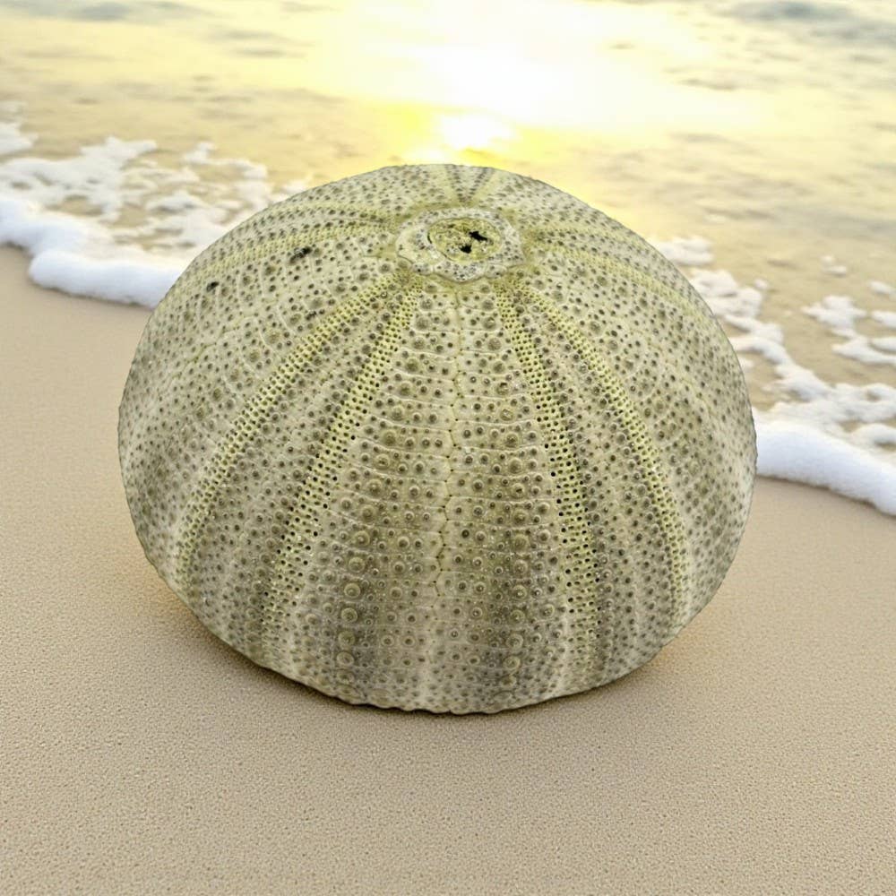 Earths Elements Wholesale - Wholesale Decorative Tabletop Object - Green Urchin0