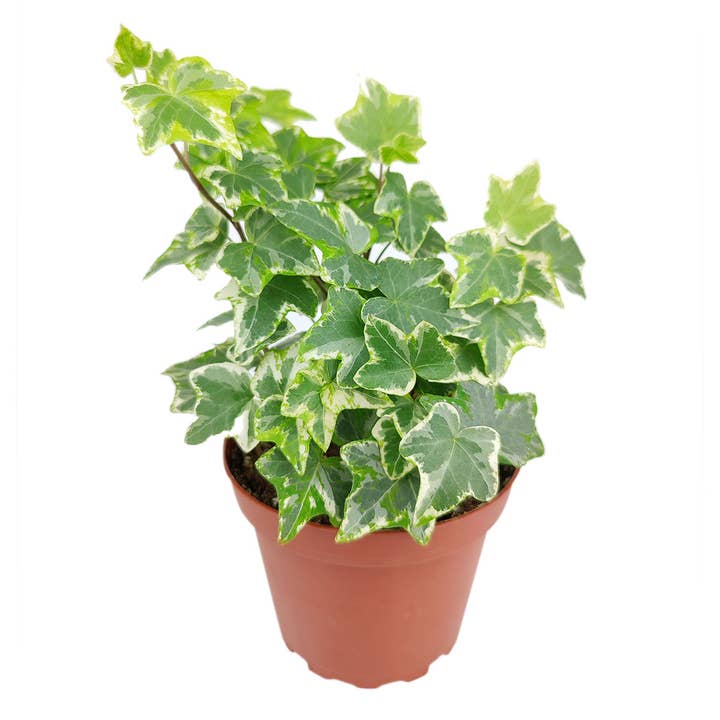 Best Plant Friend - Wholesale Live Plant - Golden English Ivy - English Ivy Hanging Plants - 4 inch