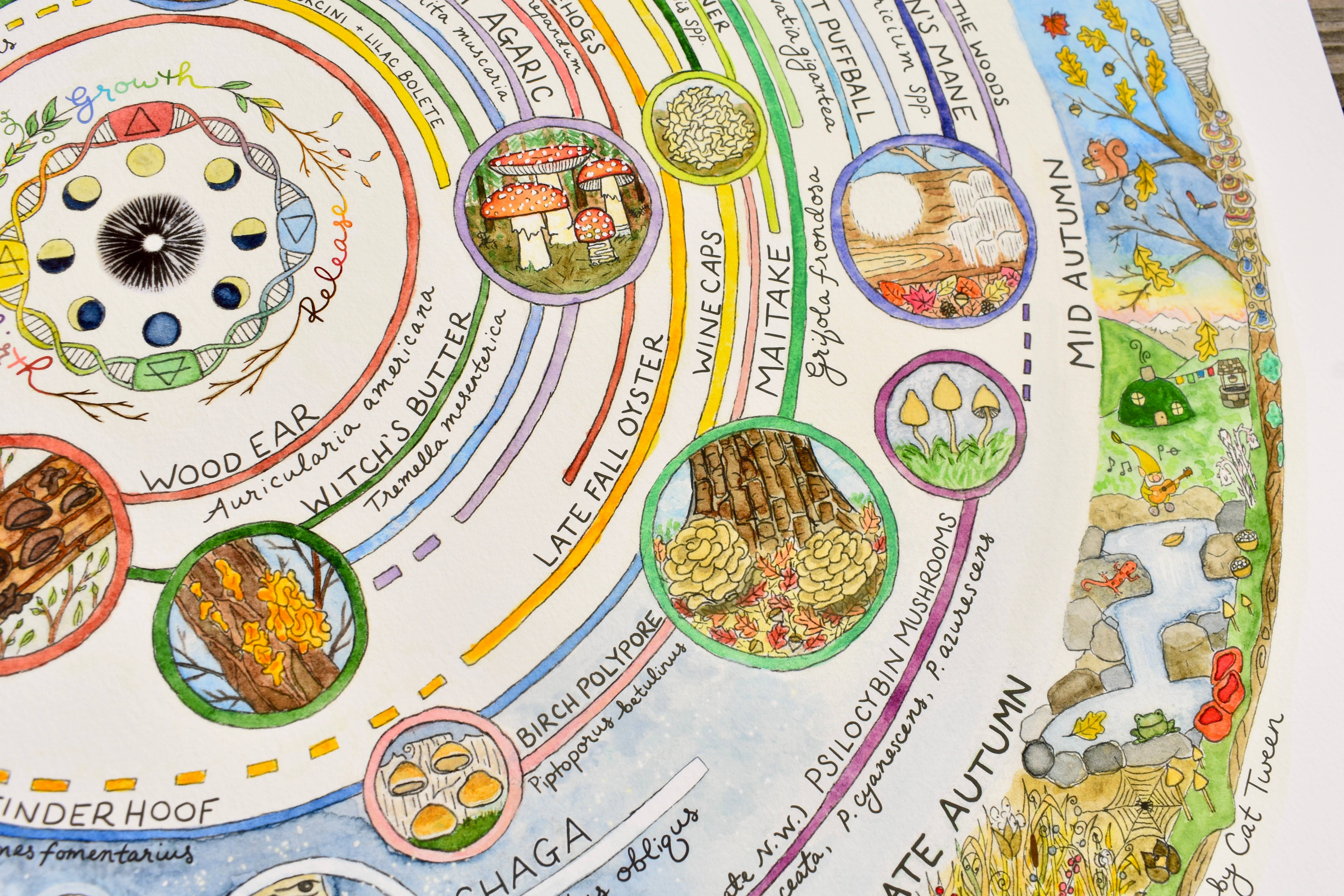 Heart of the Earth Arts - Vente Calendrier - Calendrier de cueillette de champignons | Guide des champignons comestibles et médicinaux4