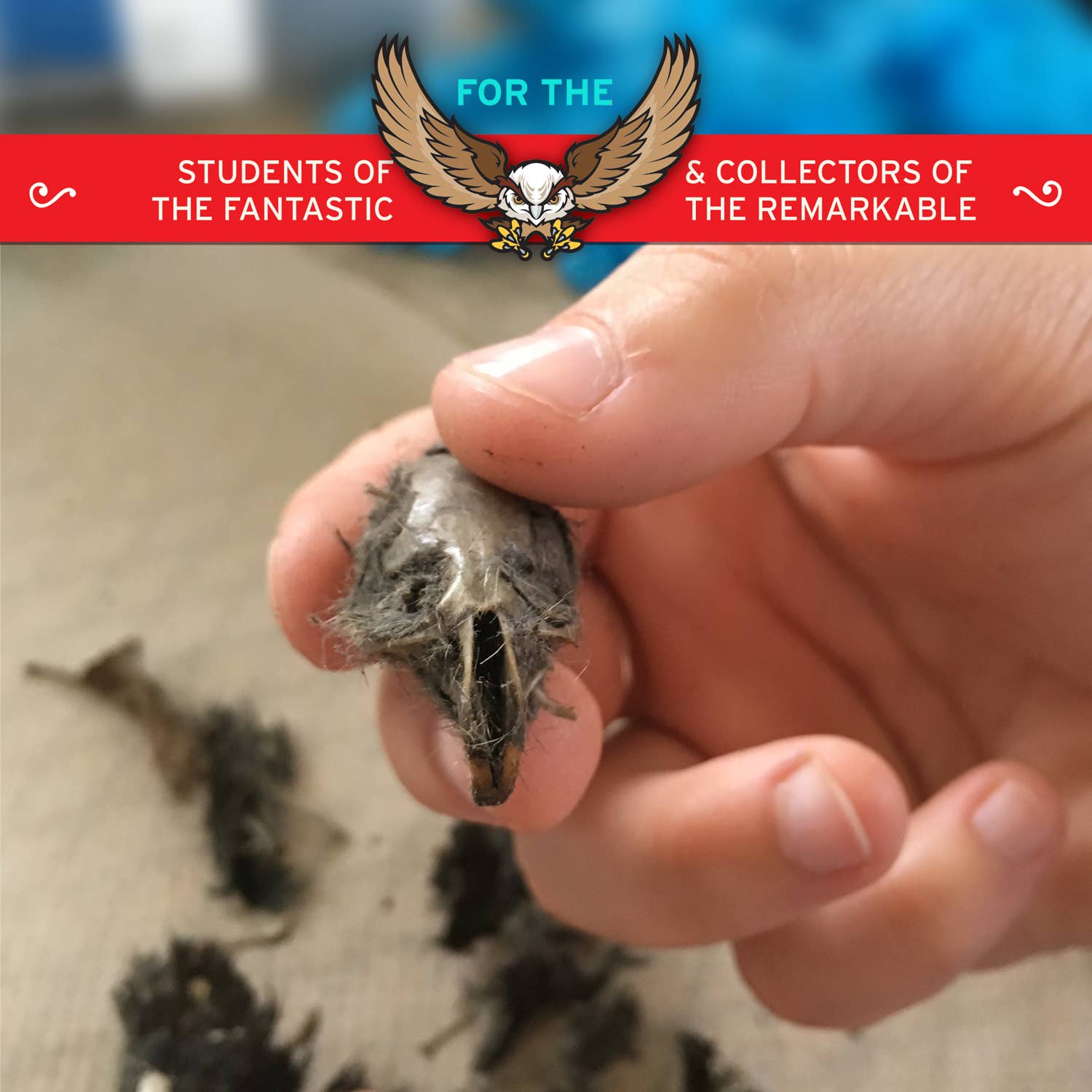 Copernicus Toys - Wholesale DIY Craft Kit - Kids - Cabinet of Owl Pellets | Dissection Kit Science Demo7