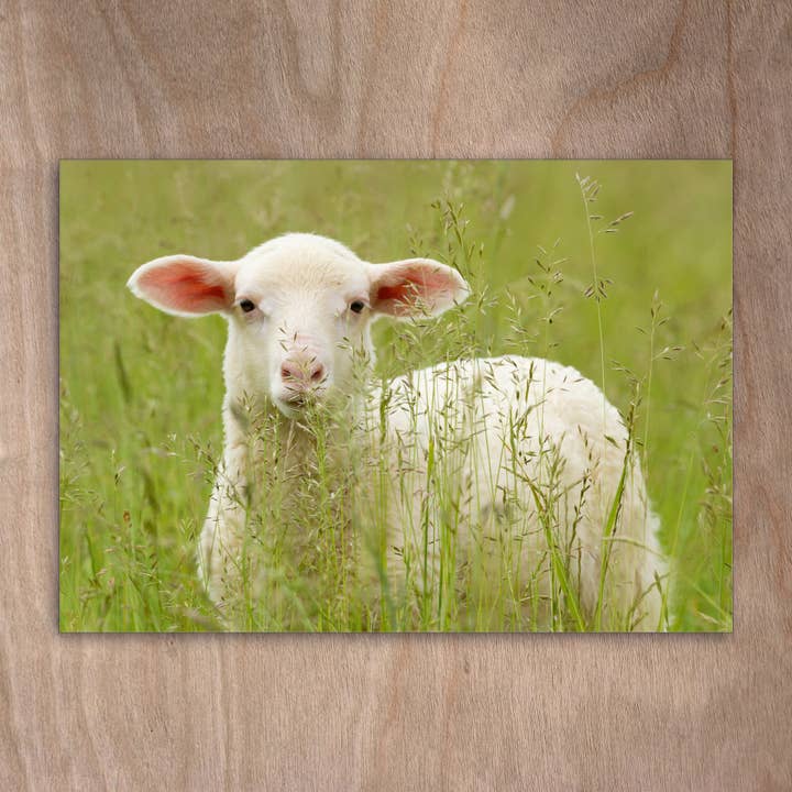 Postkort Eye0263 Får Linned Får Lam Lam for engroshandel hos eye-comm