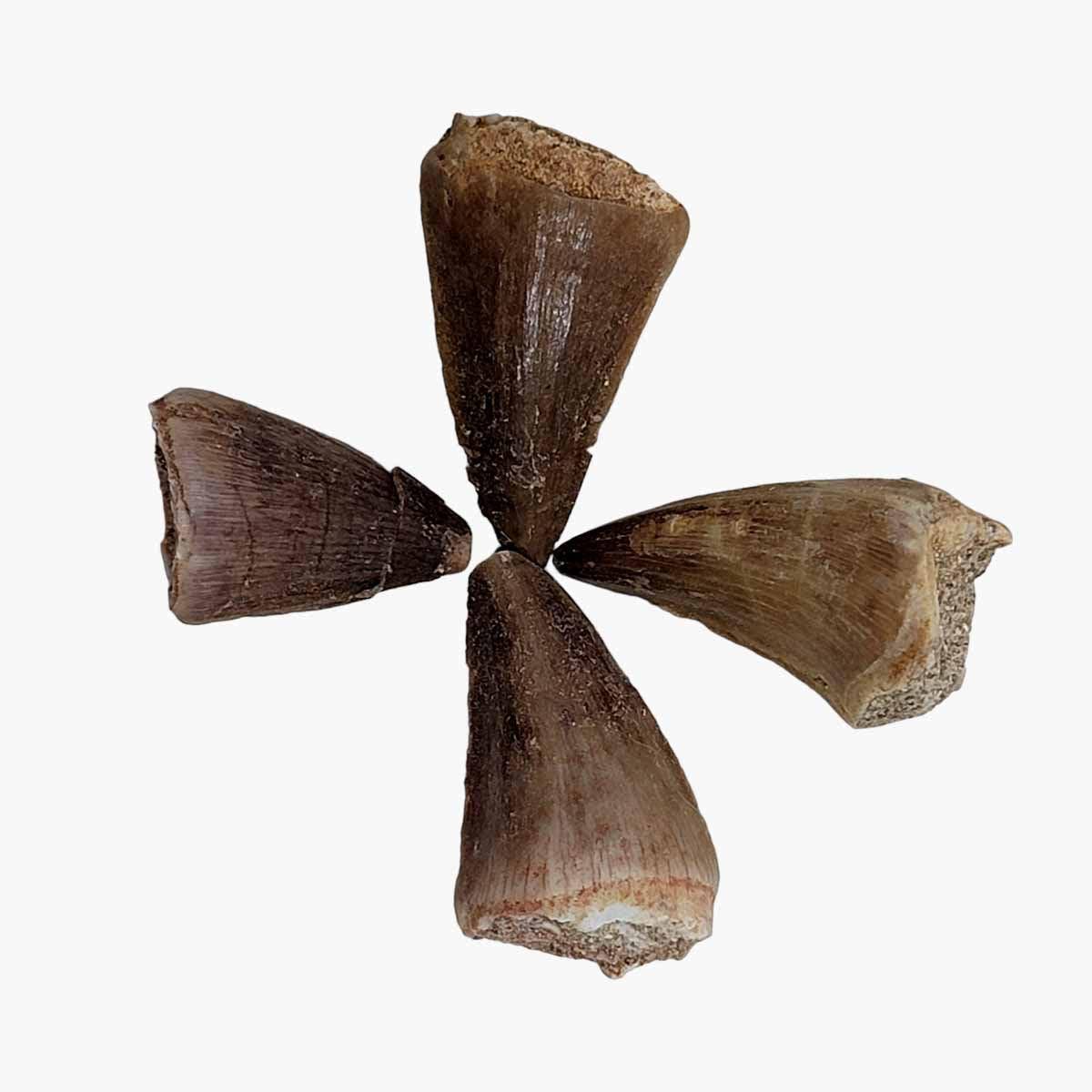 Lapidary Central - Wholesale Decorative Tabletop Object - Fossil Mosasaur Tooth Display Specimen!  Fossil Dinosaur Teeth!5