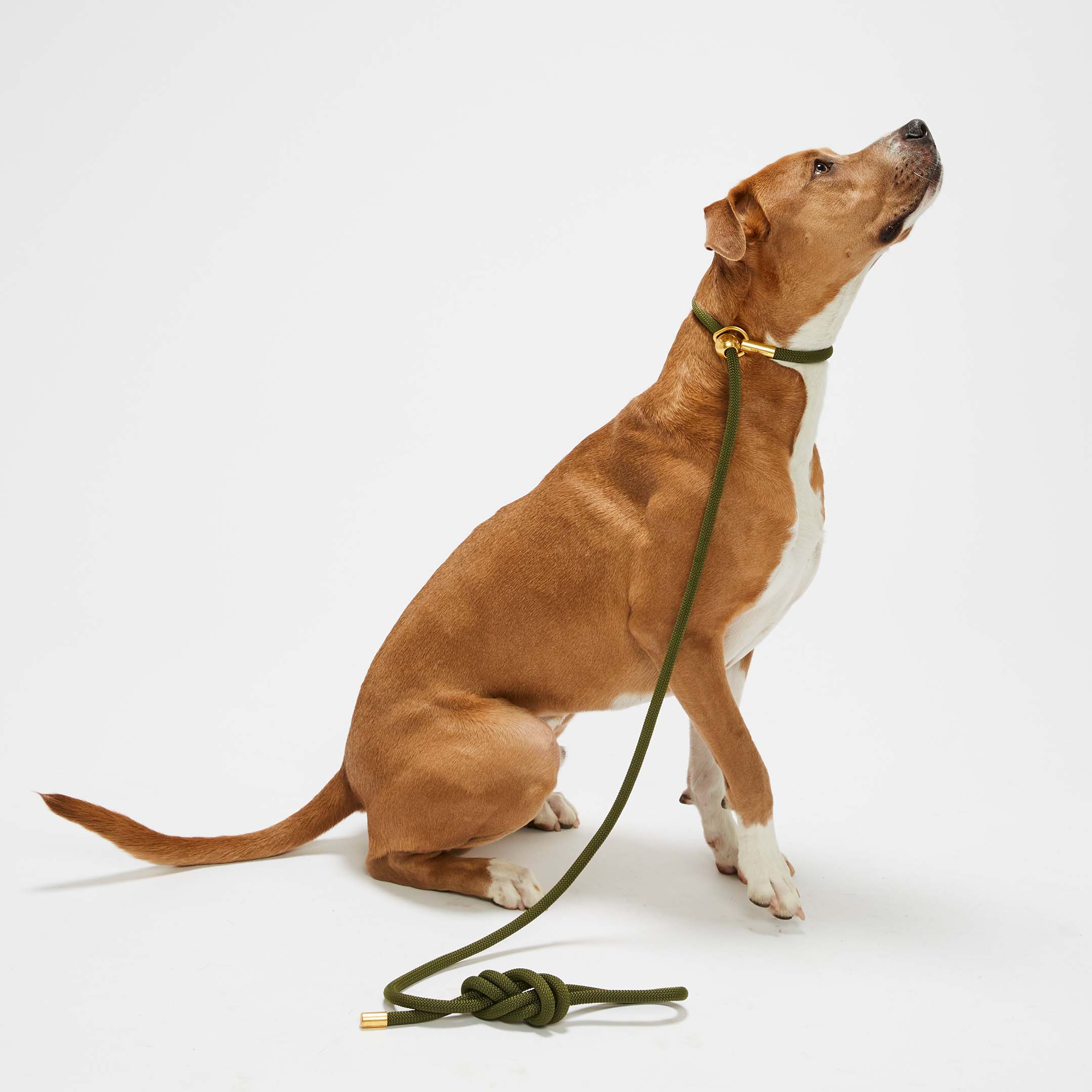 Bubble and Spike - Vente Laisse – chien - Olive Gold Simple Slip Lead™1
