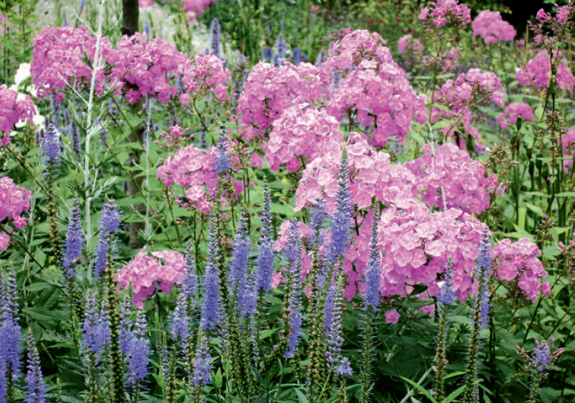 Callwey GmbH – Livro sobre casa e jardim por atacado – Plantas perenes no jardim.3