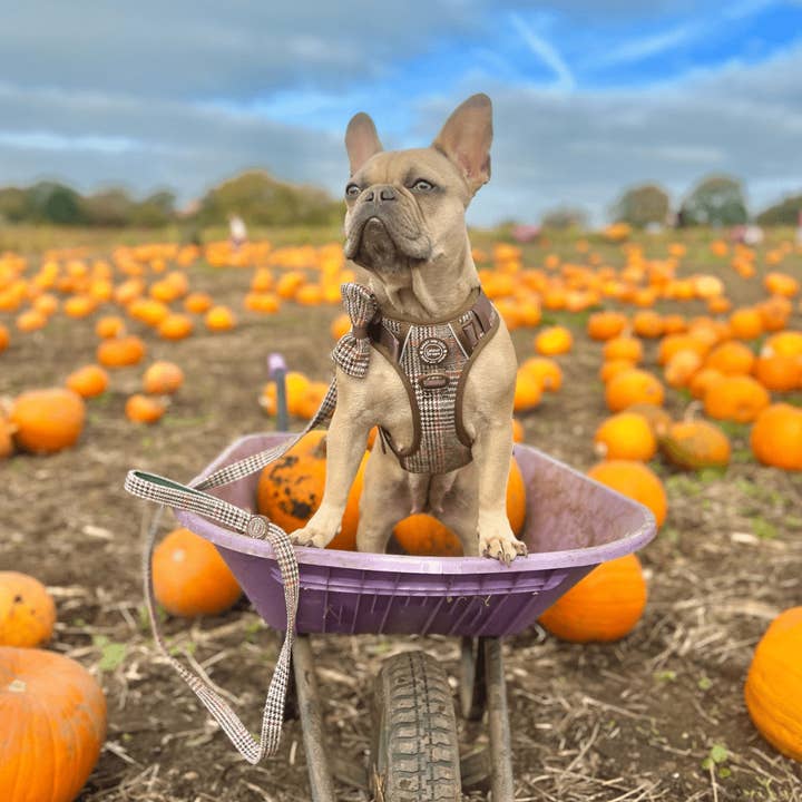 Bailey and Coco – wholesale Pet leash – Dog – Dog Lead 5ft - Colour Drops - Heritage Plaid7