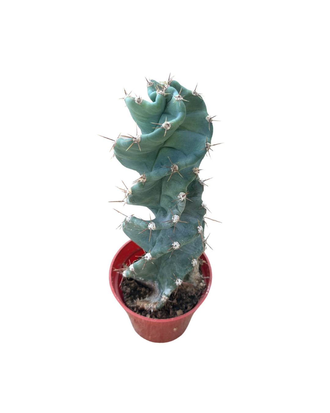 Flow State - Vente Plante - Cactus en spirale de 3,25" - Cereus Forbesii 'Spiralis'2