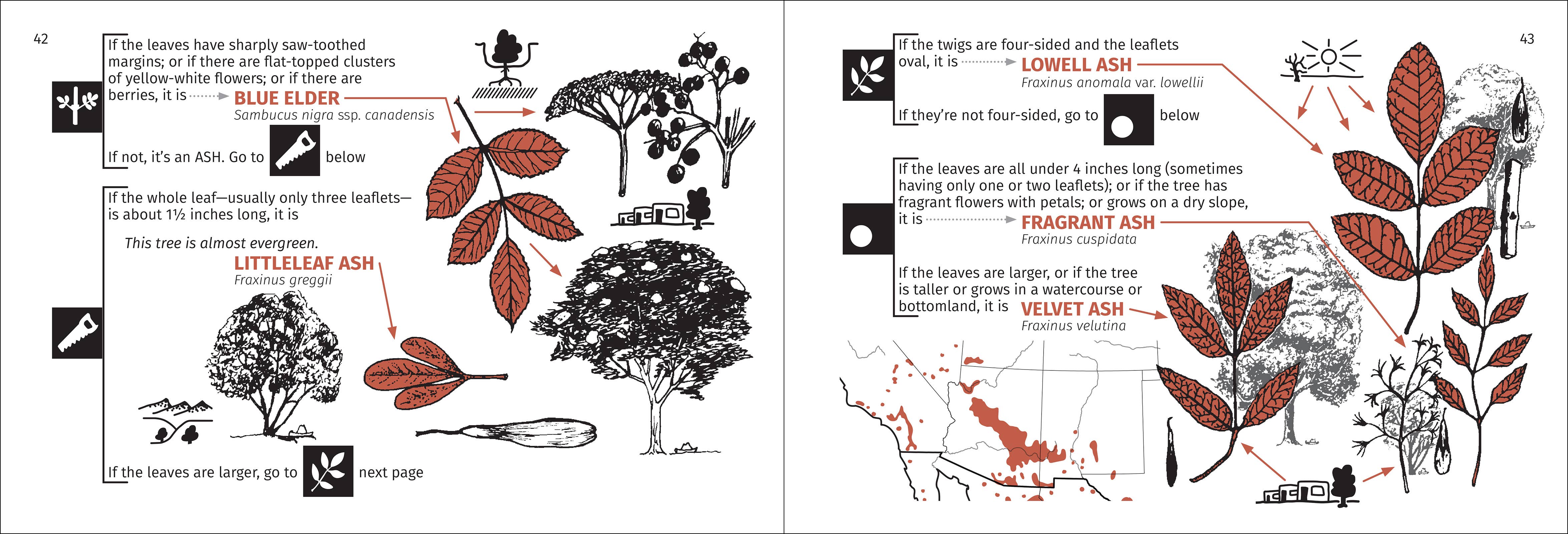 AdventureKEEN - Wholesale Nature & Outdoors - Desert Tree Finder 2e3