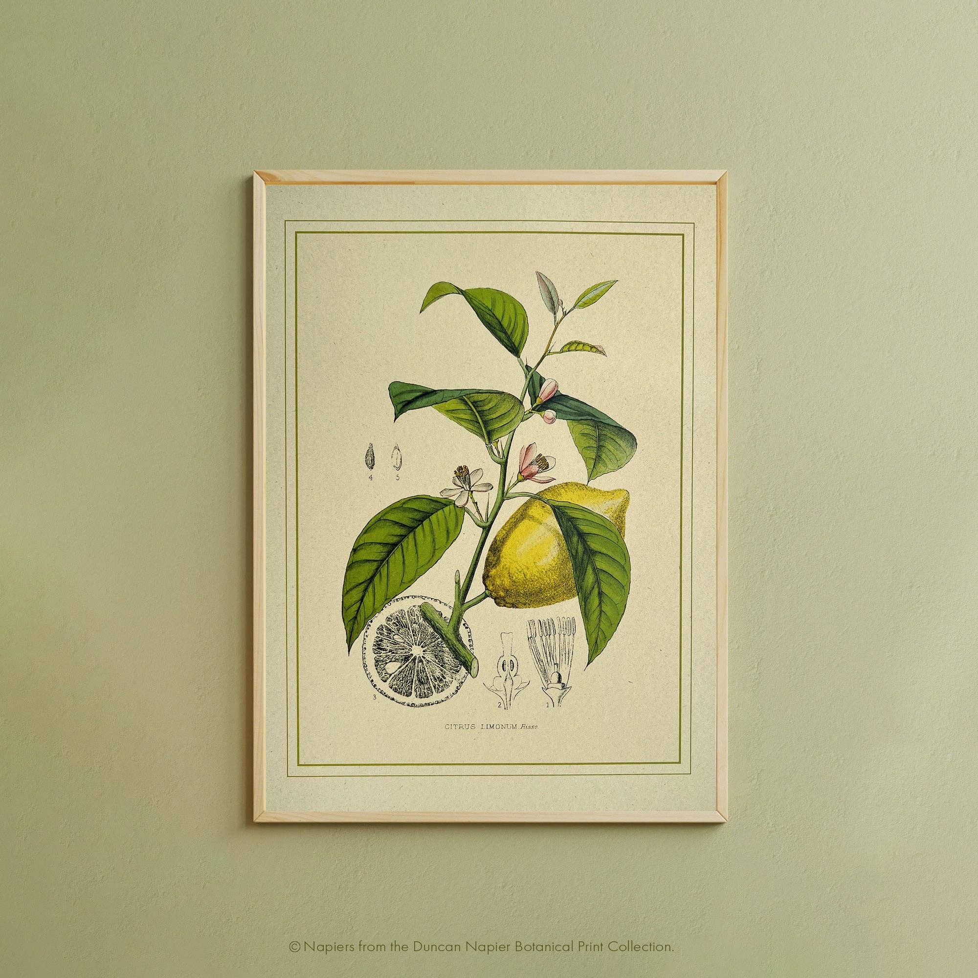 Napiers – wholesale Art print – Napiers Botanical Prints2