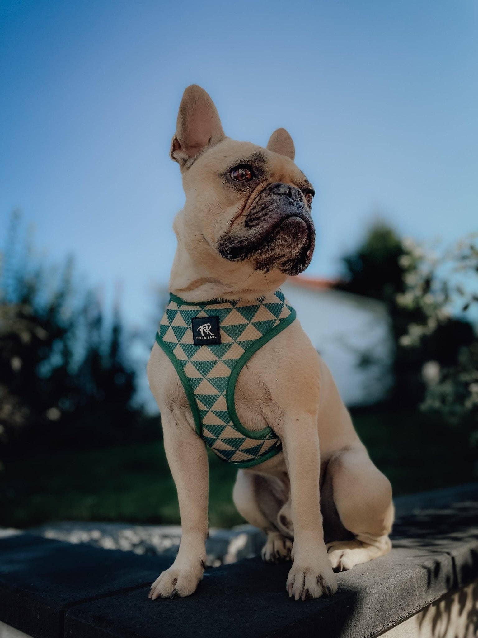 Fibi & Karl - Wholesale Pet Harness - Dog - 2-in-1 FK Rajasim dog harness6