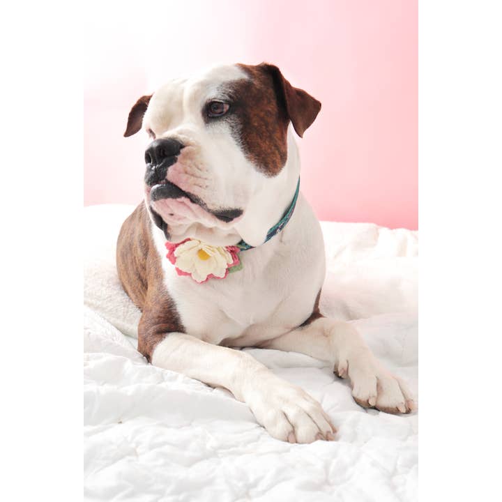 Mimi Green - Wholesale Pet collar – Dog - Water Lily Dog Collar Flower (3 Color Variations)5