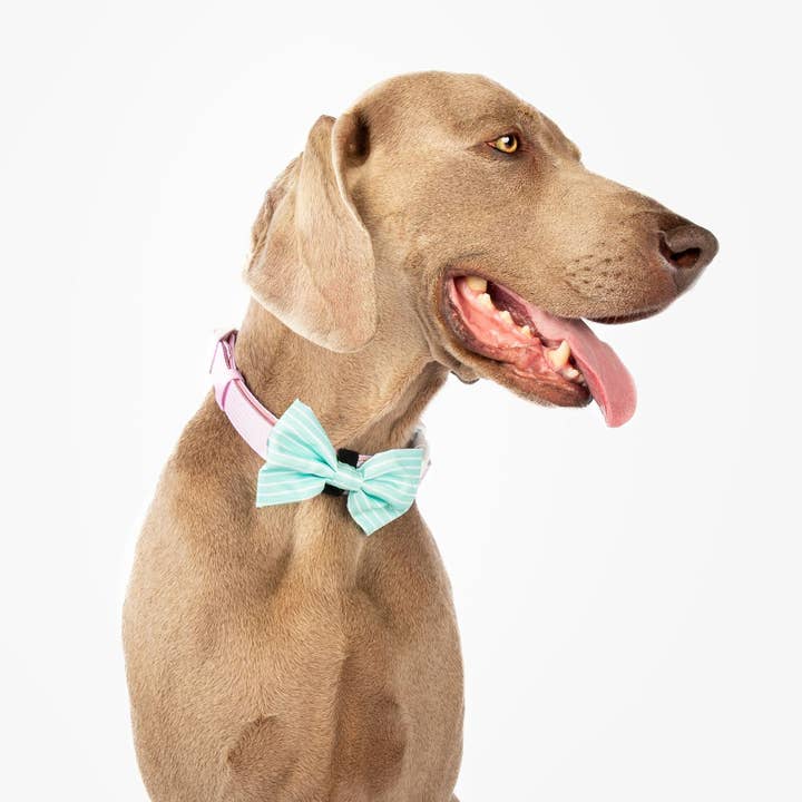 Wildling Pet Co. – Großhandel Fliege für Haustiere – Hund – Minty Hundeschleife