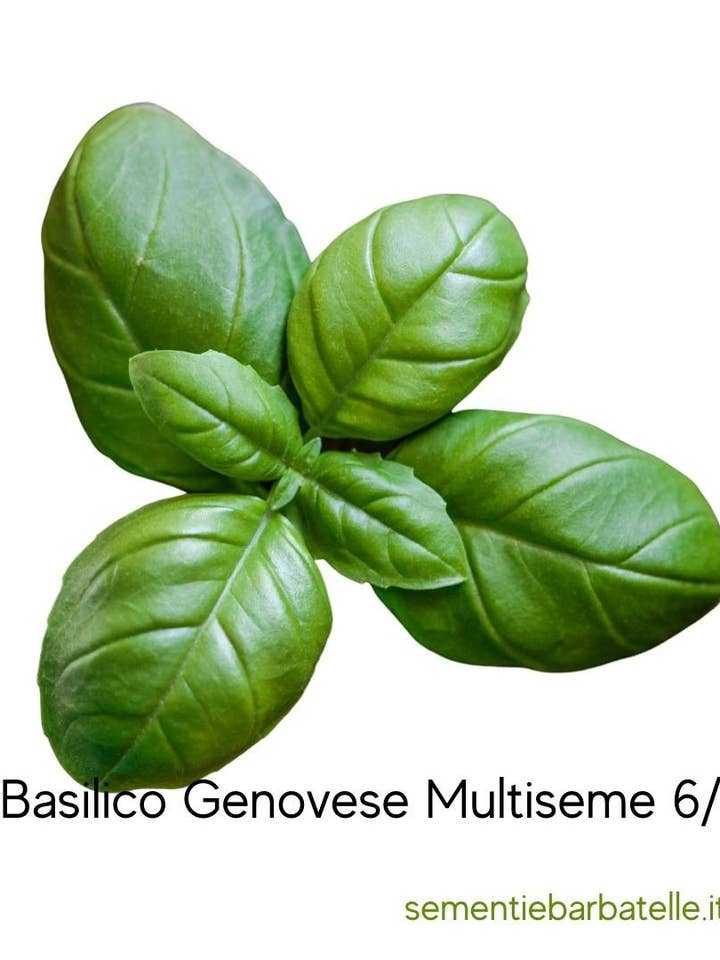 Genovese Basil Multiseed 6/7 for wholesale by Sementi & Barbatelle