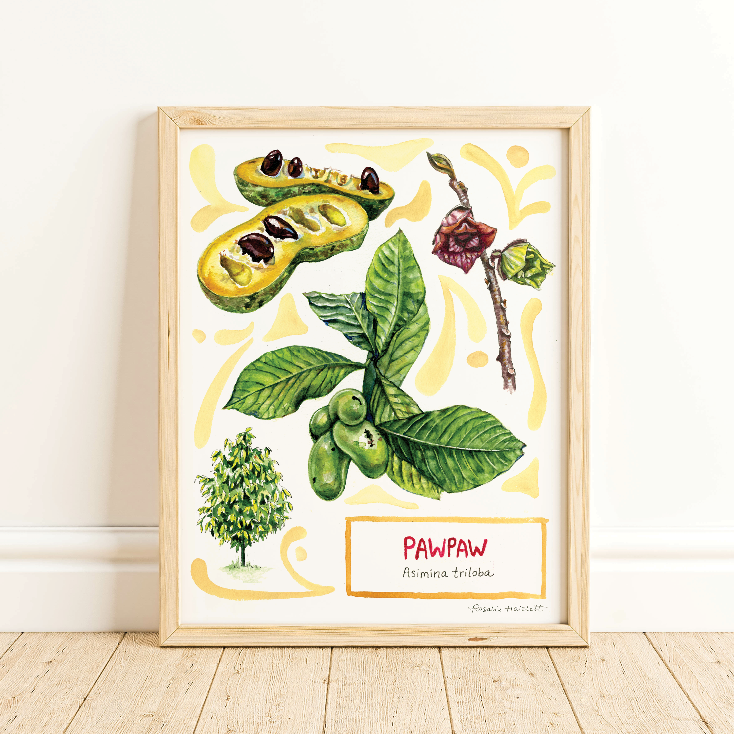 Rosalie Haizlett Illustration - Wholesale Art Print - Pawpaw - Watercolor Art Print1
