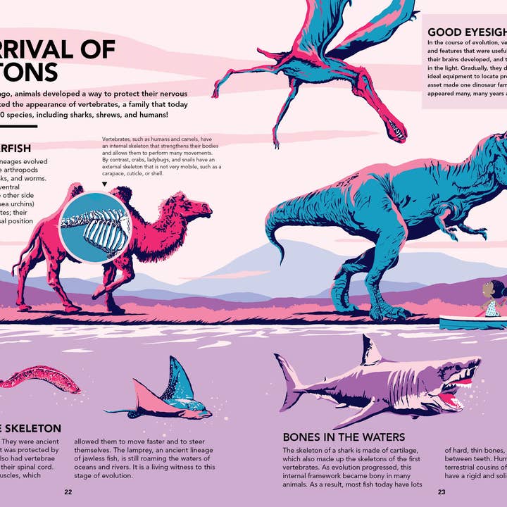 Schiffer Kids - Wholesale Science & Math - Evolutions6