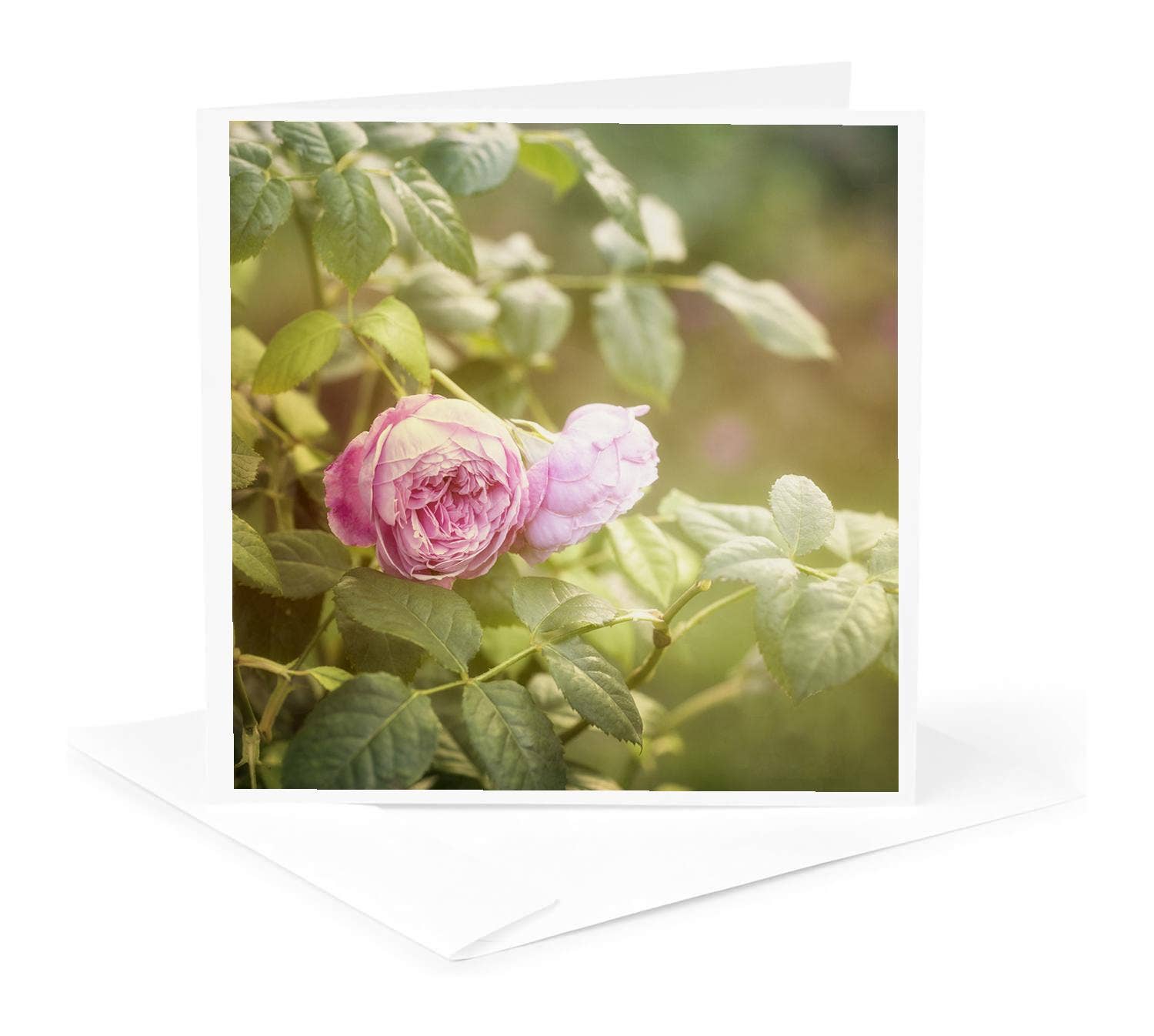 3dRose – wholesale Everyday greeting card – 3dRose, Garden Rose Photo, Greeting Card0