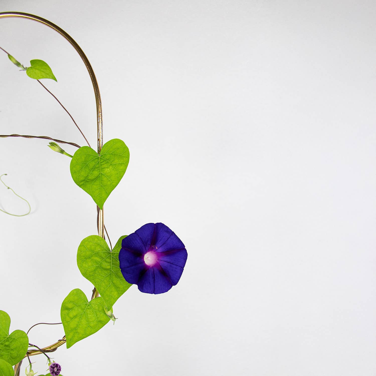 Botanopia USA - gifts , decor and cards for plant lovers - Wholesale Garden/Lawn Stake - Golden plant stake from metal – Arch4