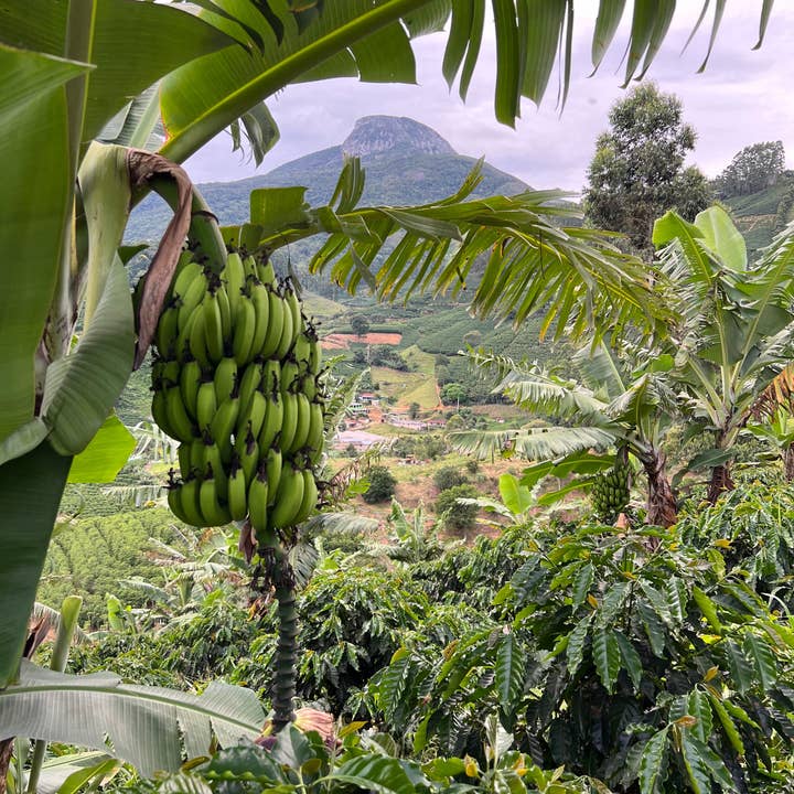 The Studio Coffee. - Wholesale Coffee Beans - BRAZIL - Sartori2