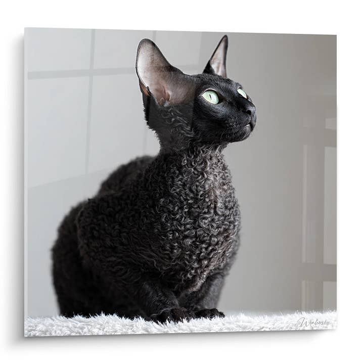 Cornish Rex Katt Tavla Svart - Elegant Porträtt med Gröna Ögon - Cornish Rex Katt Edition för wholesale av Walensky