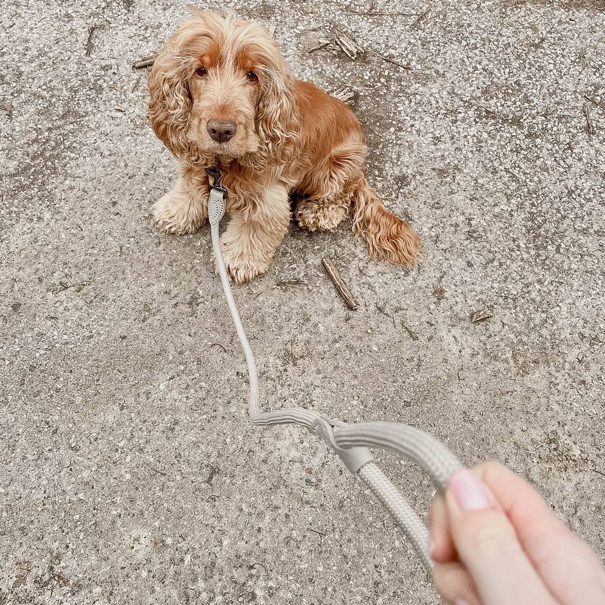 ne&no - Vente Laisse – chien - ne&no® Laisse pour chiens –120 ou 170 cm– laisse fixe5