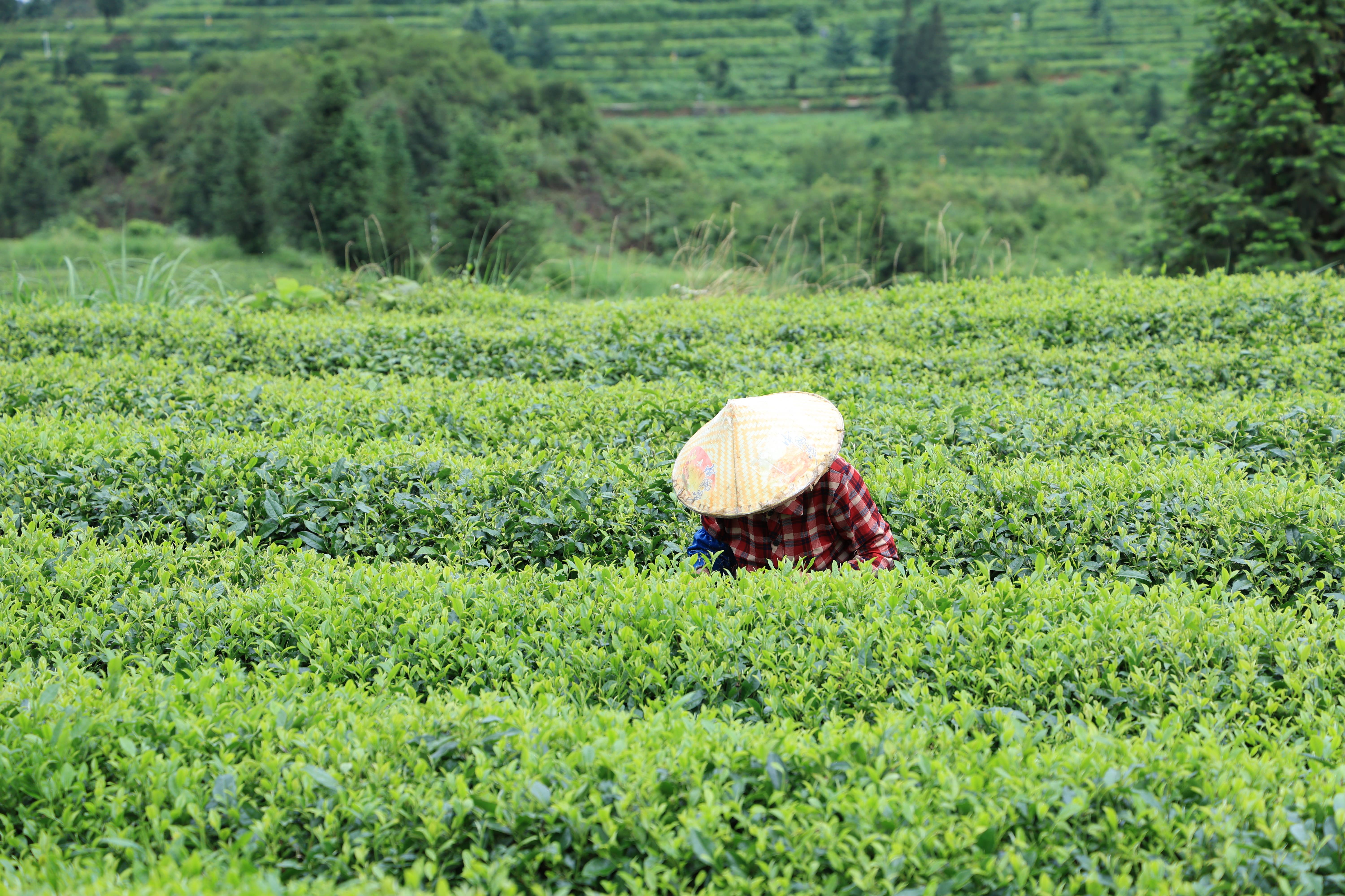 brut tea - Wholesale Loose Tea - Matcha Premium Grade – Single Origin, High Mountain4