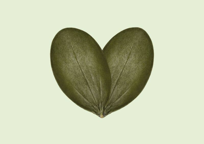 SuperSeedz - Wholesale Nuts - 5oz Sea Salt European Pumpkin Seeds NO SHELLS4