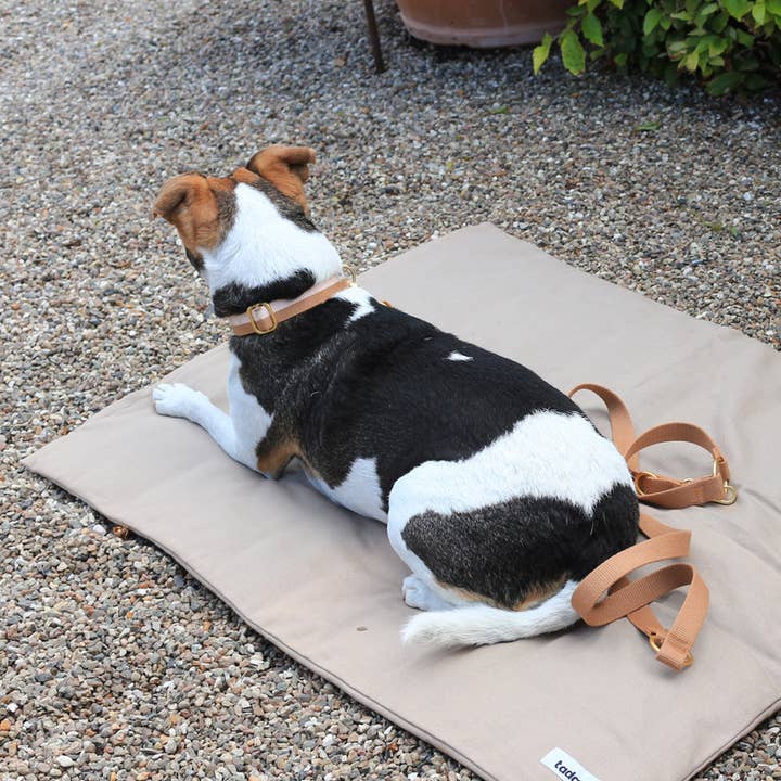 Dog collar Powder Light brown Organic length 27 - 46.5cm for wholesale on Faire1