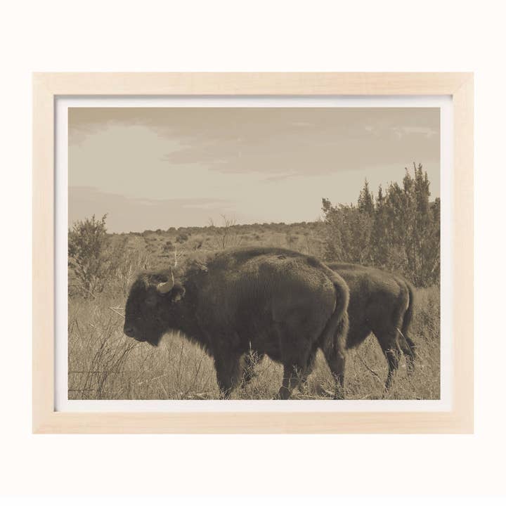 American Bison Texas Landscape Print voor wholesale door Wild and Wandering co.