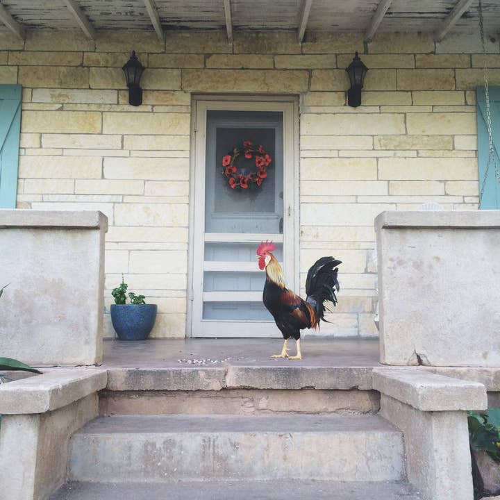 Rooster Crossing//Texas por atacado de Alison Holcomb Creative
