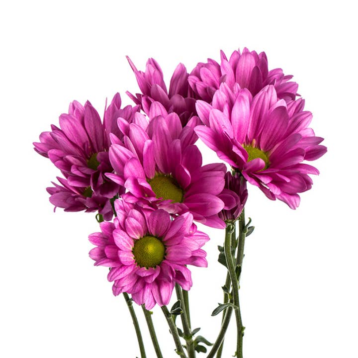 Pompom-Gänseblümchen Dunkelrosa - Frisch geschnittene Blumen für den Großhandel von Metro Flower Market