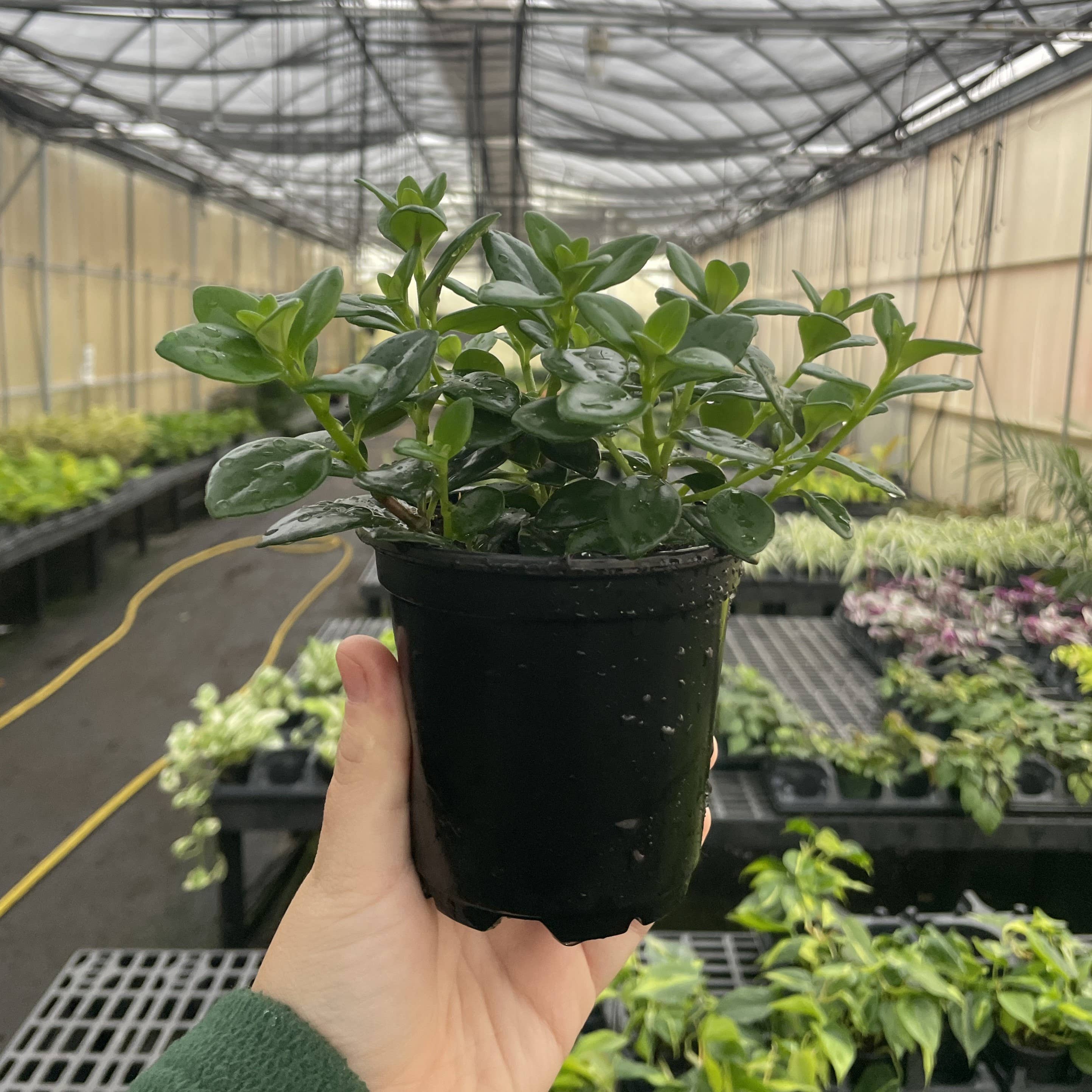 Thorsen's Greenhouse - Wholesale Live Plant - Goldfish Plant - Live Plant4