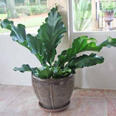 Anthurium Plowmanii for wholesale by Dick's Sticks and Exotics