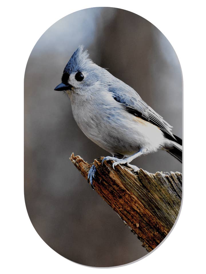 Muurovaal birdy blue for wholesale by Label2X B.V.